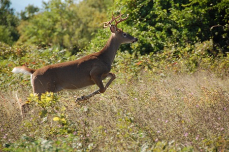 Deer in the thicket in Waynesboro, VA
