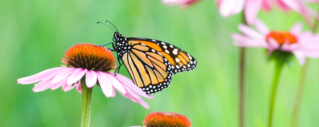 butterfly sitting on a flower