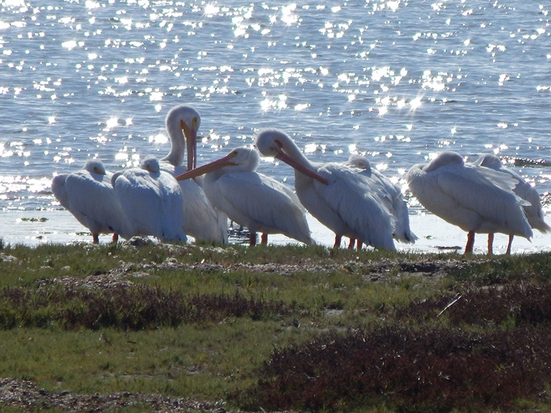 Channel Island National Park Pelicans