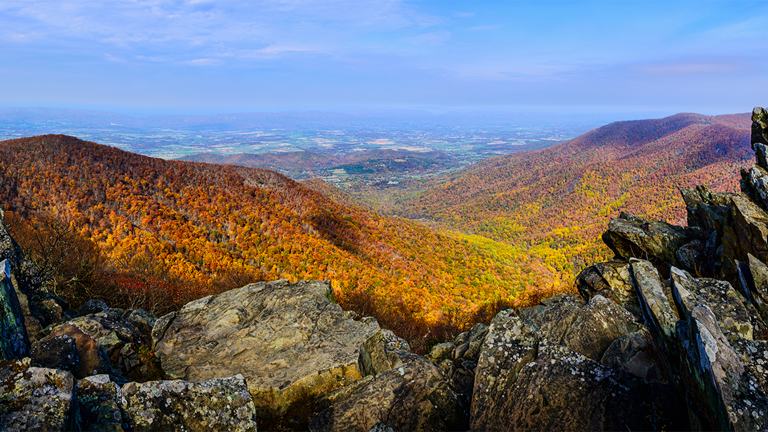 foliage with mountains