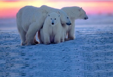 3 Polar Bears