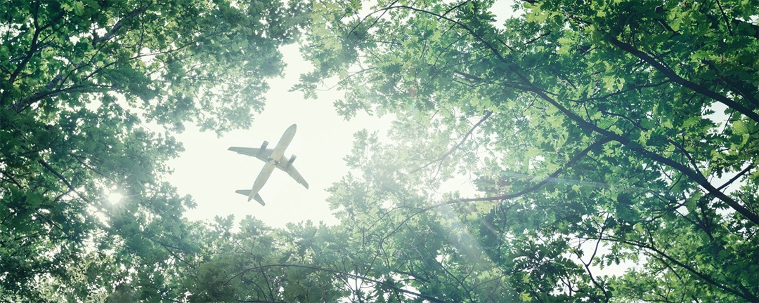 Aircraft visible through trees