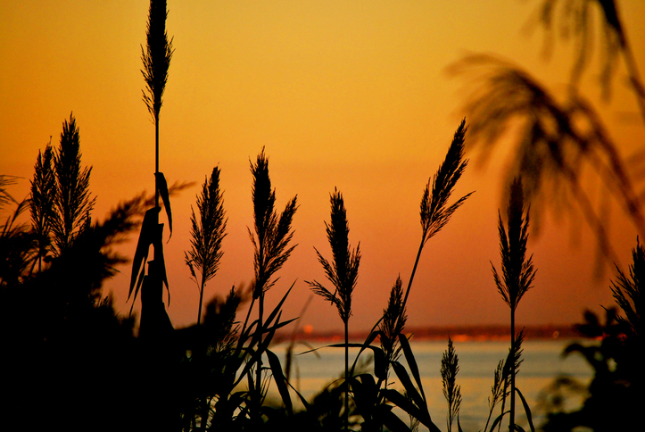 Annapolis Maryland Landscape