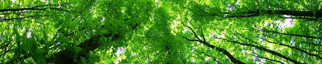 green trees