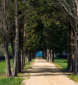 Hollywood, MD trees bordering dirt road