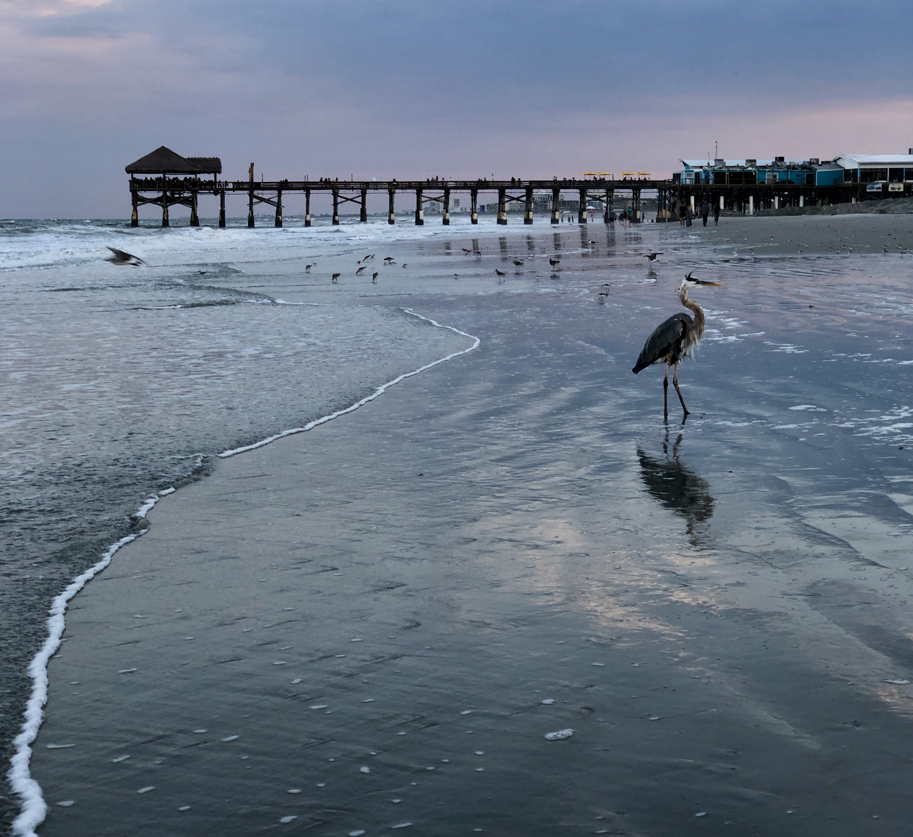Melbourne Beaches Beach and pier landscape