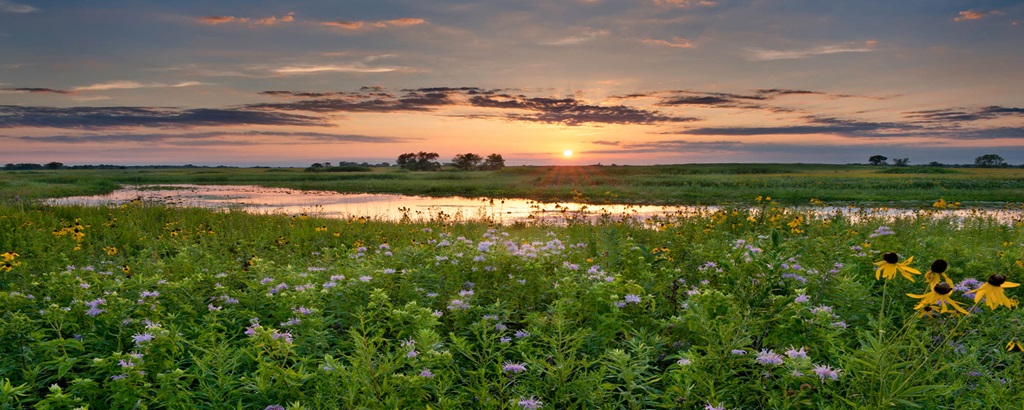 wildflowers in sunset