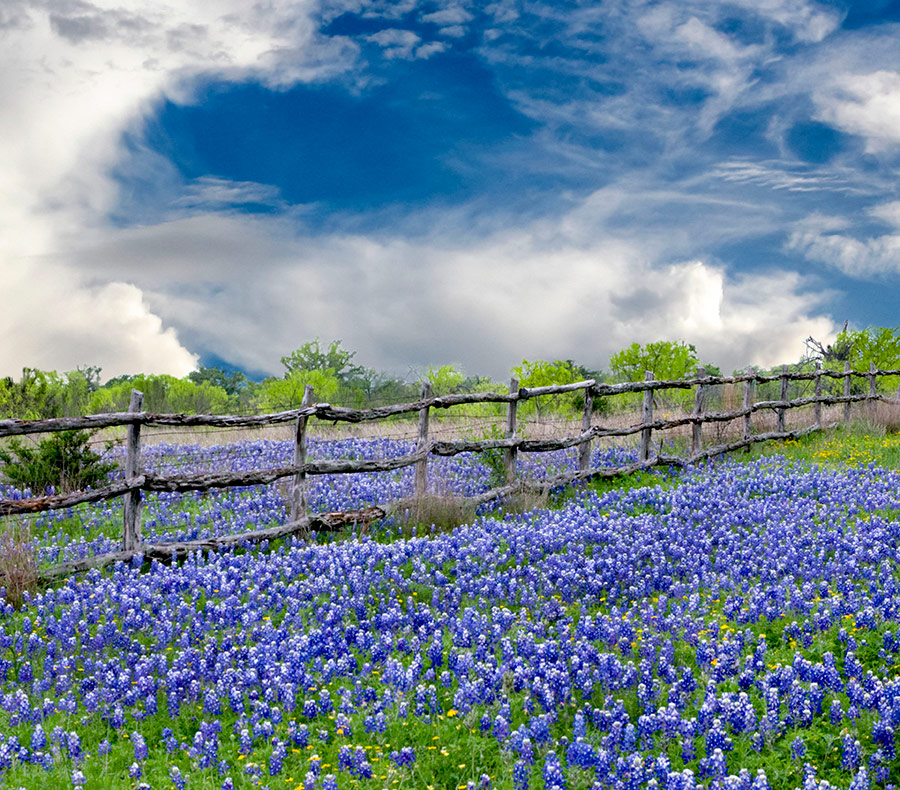 field of bluebonnets with clouds overhead