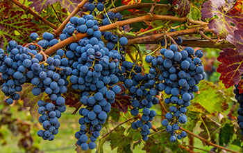 grapes