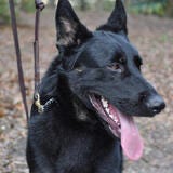 Black German Shepard Dog Panting