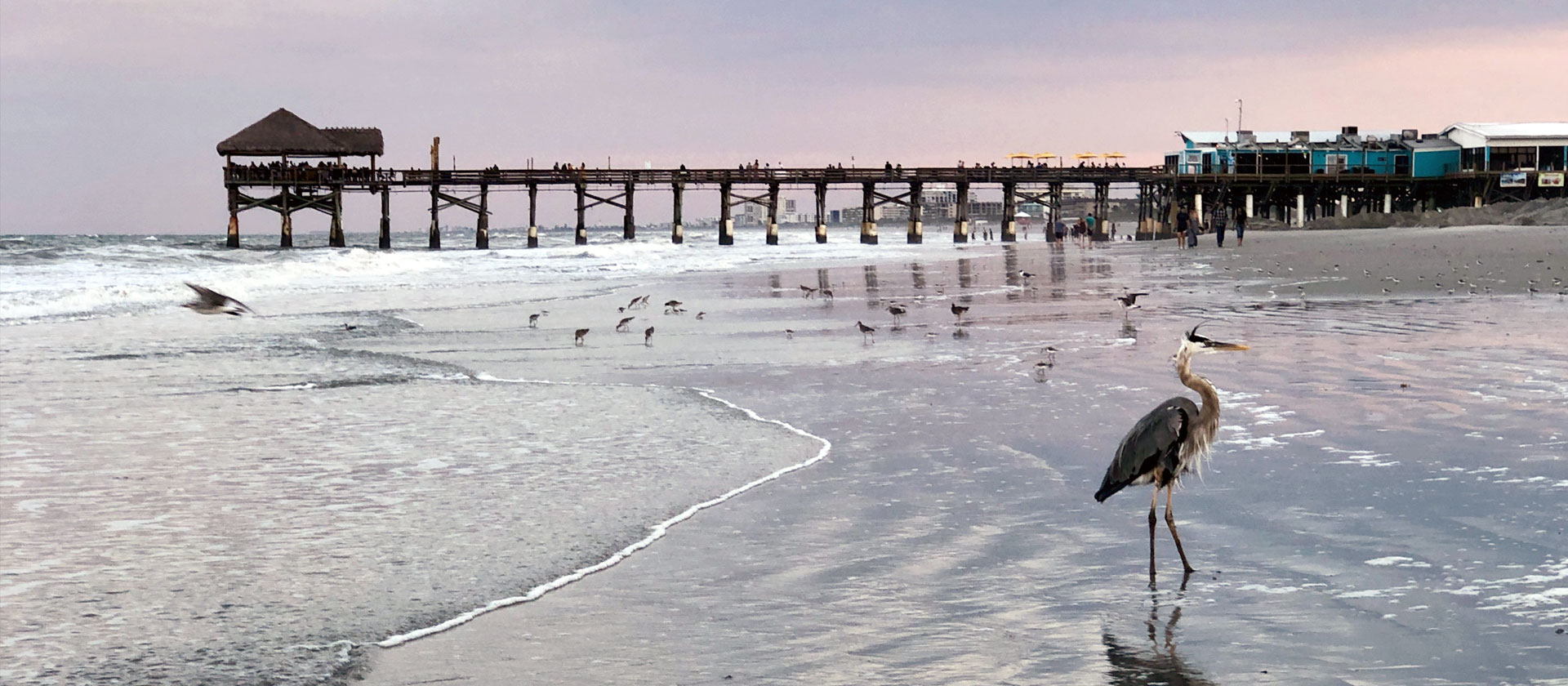 Photo of a heron on a beach at sunset with pier in the background
