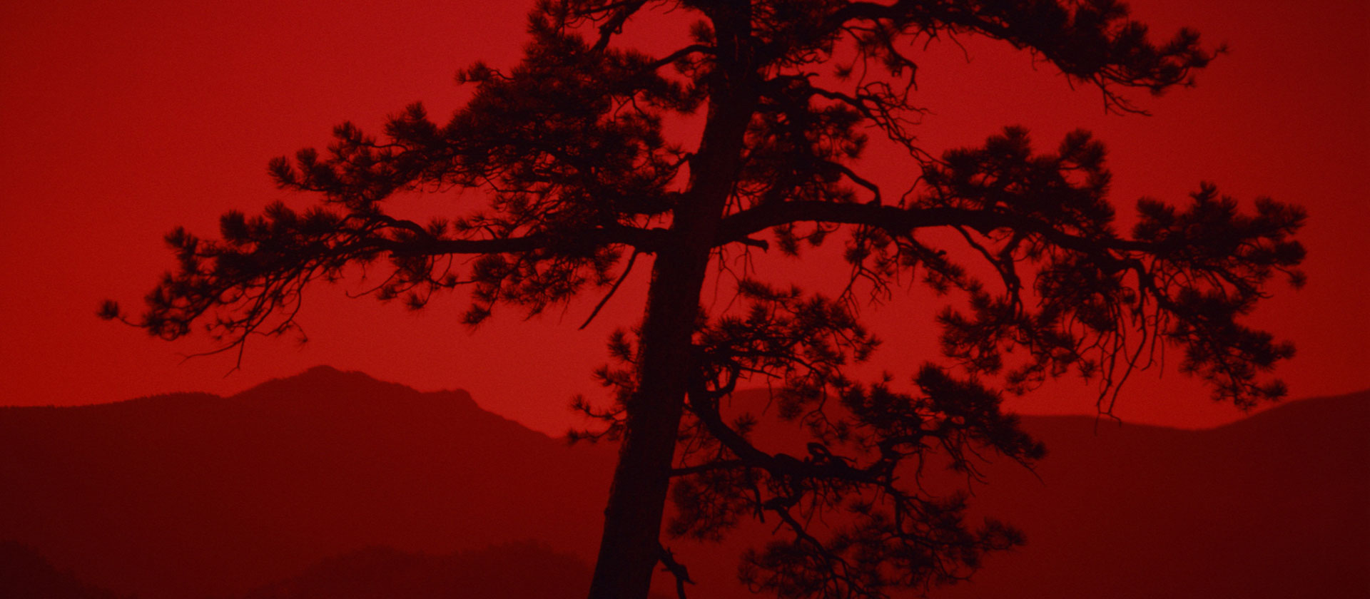 Silhouette of tree against red background
