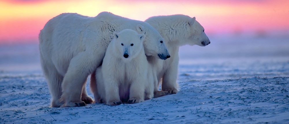 Polar Bear Conservation: Operation PolarEye